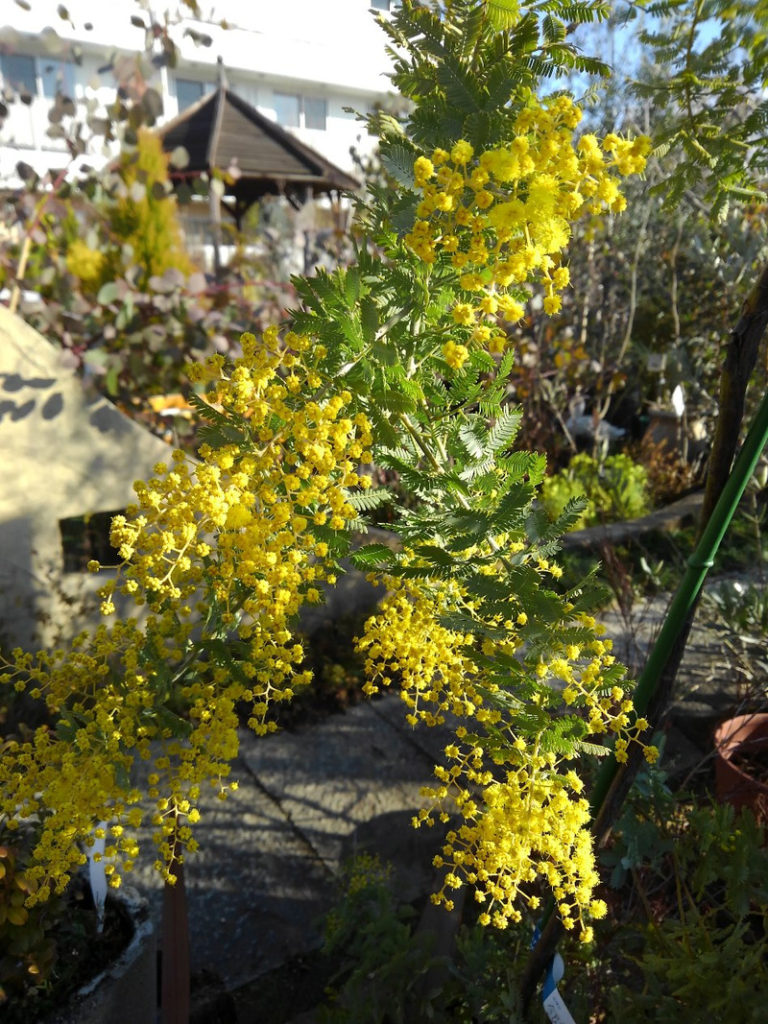 アカシア 山中育樹園