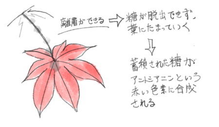 家のどこに植えれば紅葉が綺麗になるの 山中育樹園