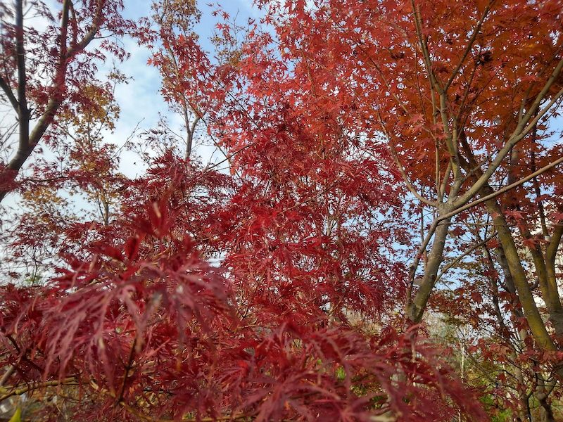家のどこに植えれば紅葉が綺麗になるの 山中育樹園
