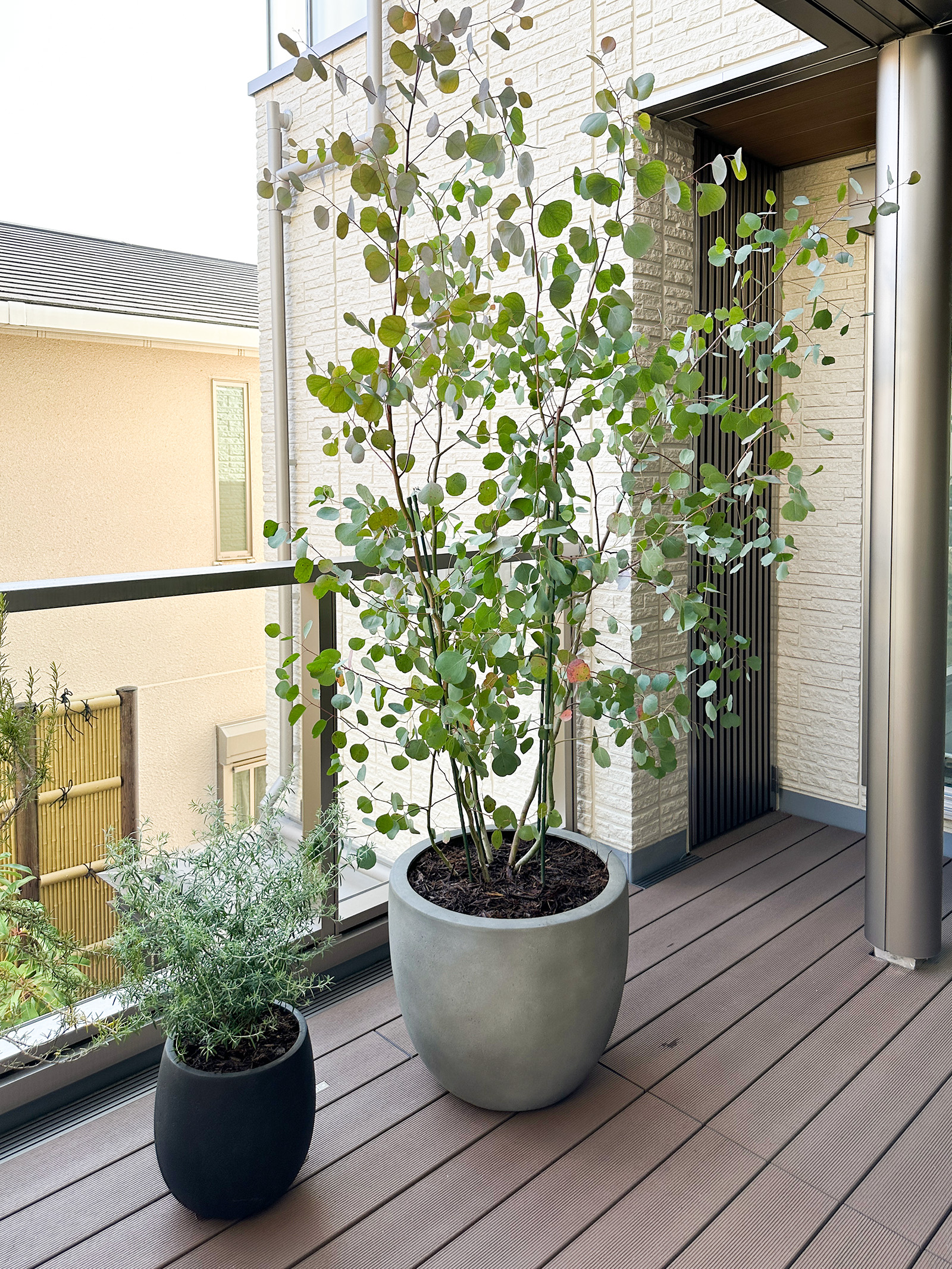 ユーカリ | 山中育樹園 