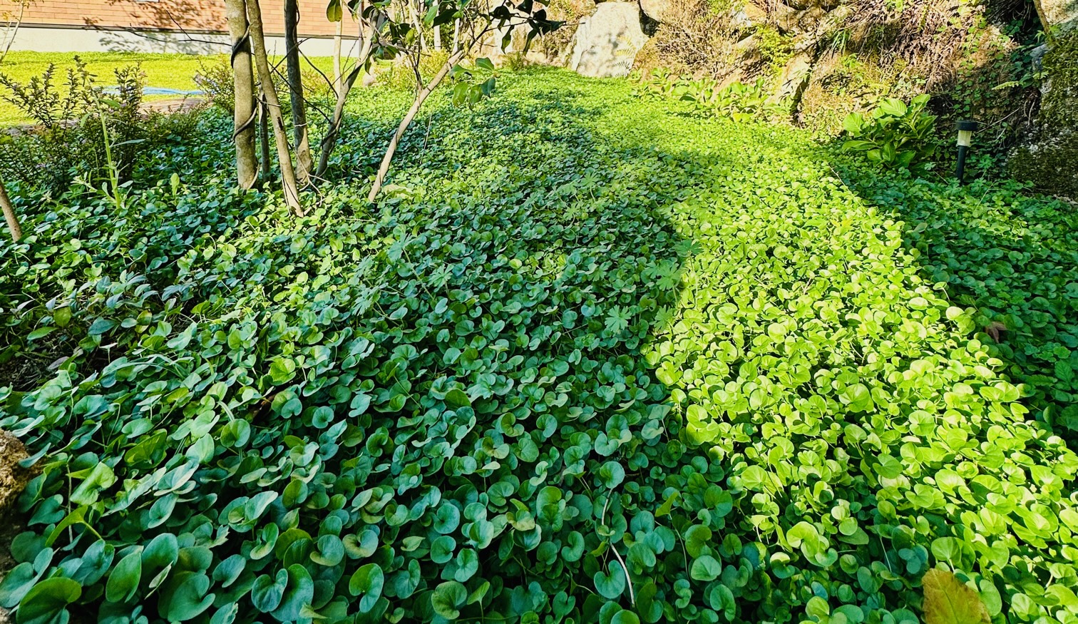ダイコンドラ 山中育樹園
